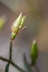 Michaux's saxifrage